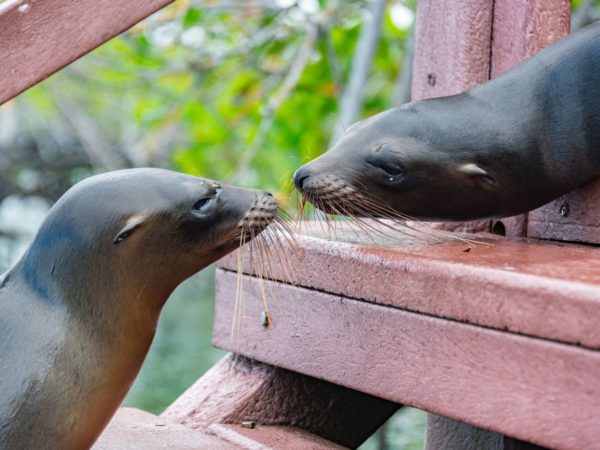 Galápagos Esencial – Un Encuentro con los Orígenes